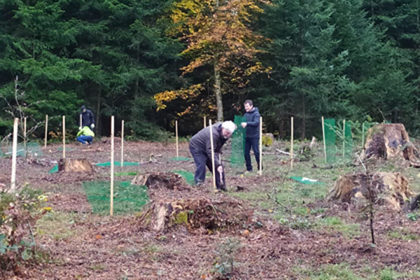 HEG-FR Almighty tree plantation d'arbres
