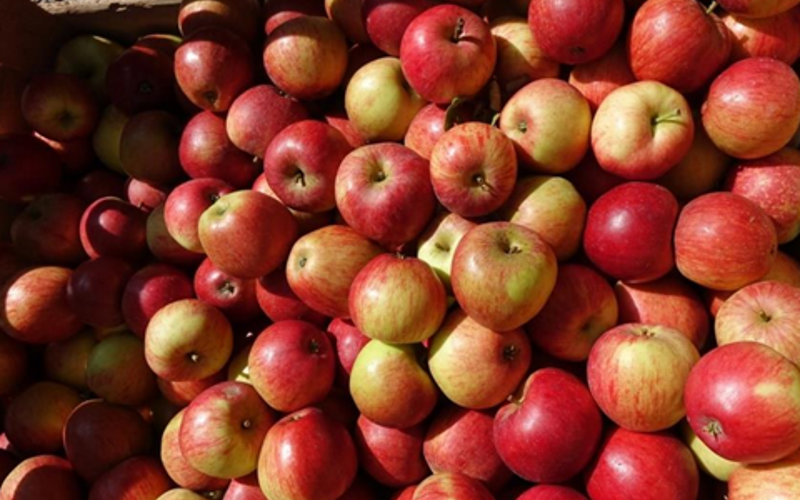 Fruival